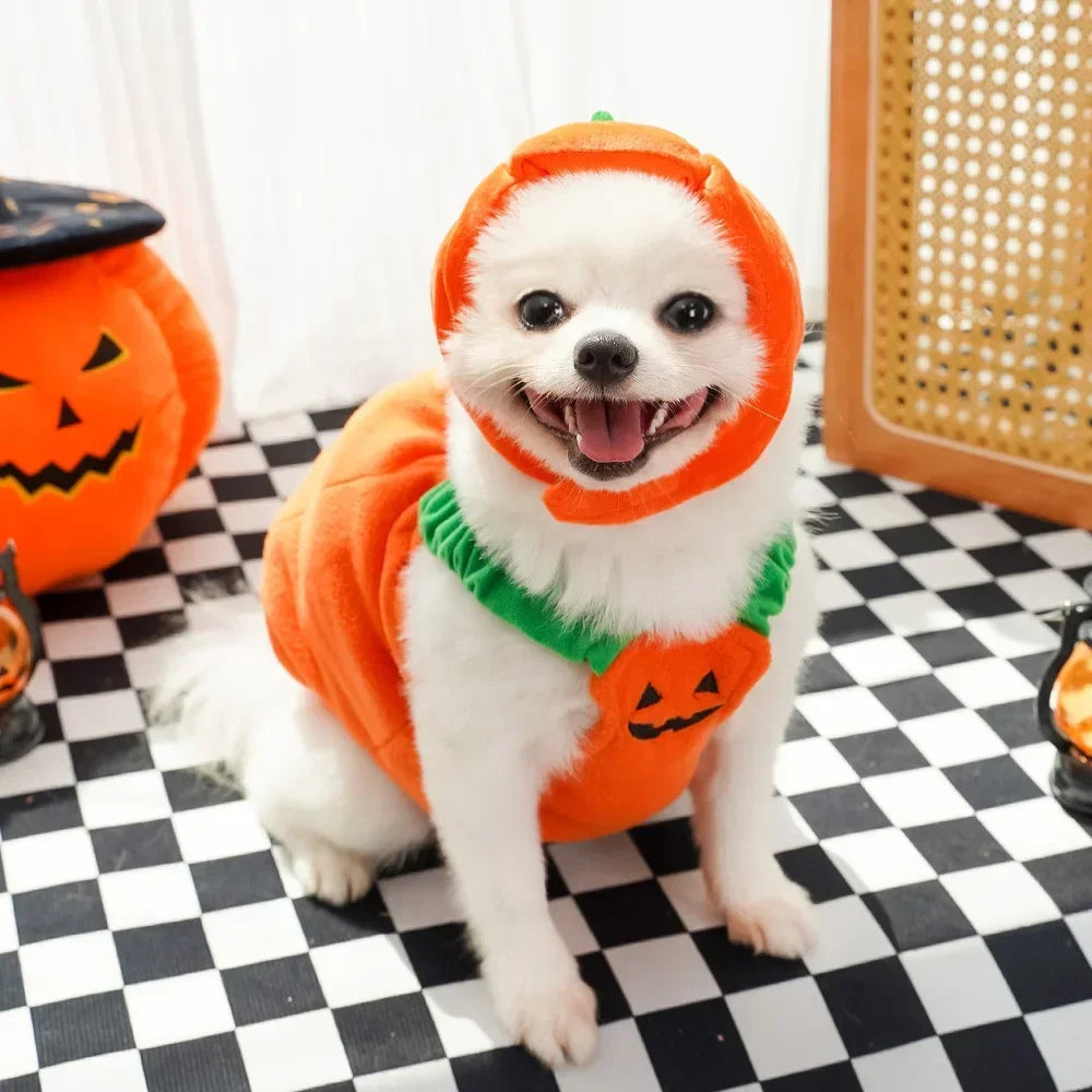 🎃 Halloween Dog Costume – Funny Pumpkin Lantern Outfit with Hat | Cute Two-Legged Pet Jacket for Dogs & Cats