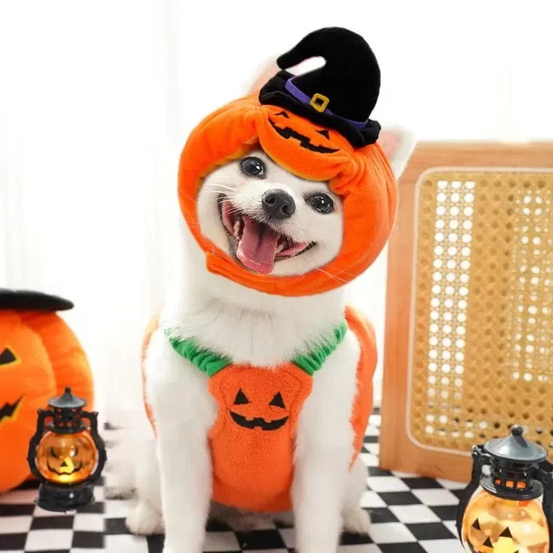 🎃 Halloween Dog Costume – Funny Pumpkin Lantern Outfit with Hat | Cute Two-Legged Pet Jacket for Dogs & Cats