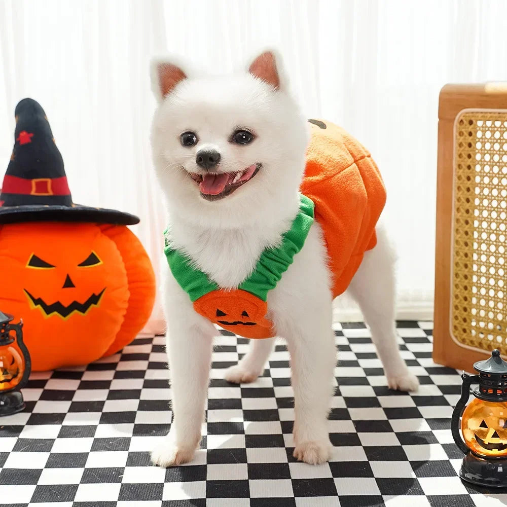 🎃 Halloween Dog Costume – Funny Pumpkin Lantern Outfit with Hat | Cute Two-Legged Pet Jacket for Dogs & Cats