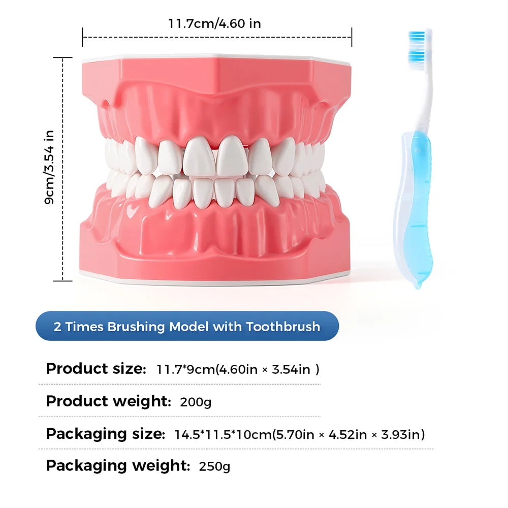 Dental Teeth Model 1:1 Standard Size for Brushing & Flossing Practice – Educational Study & Teaching Tool (1 Pc)