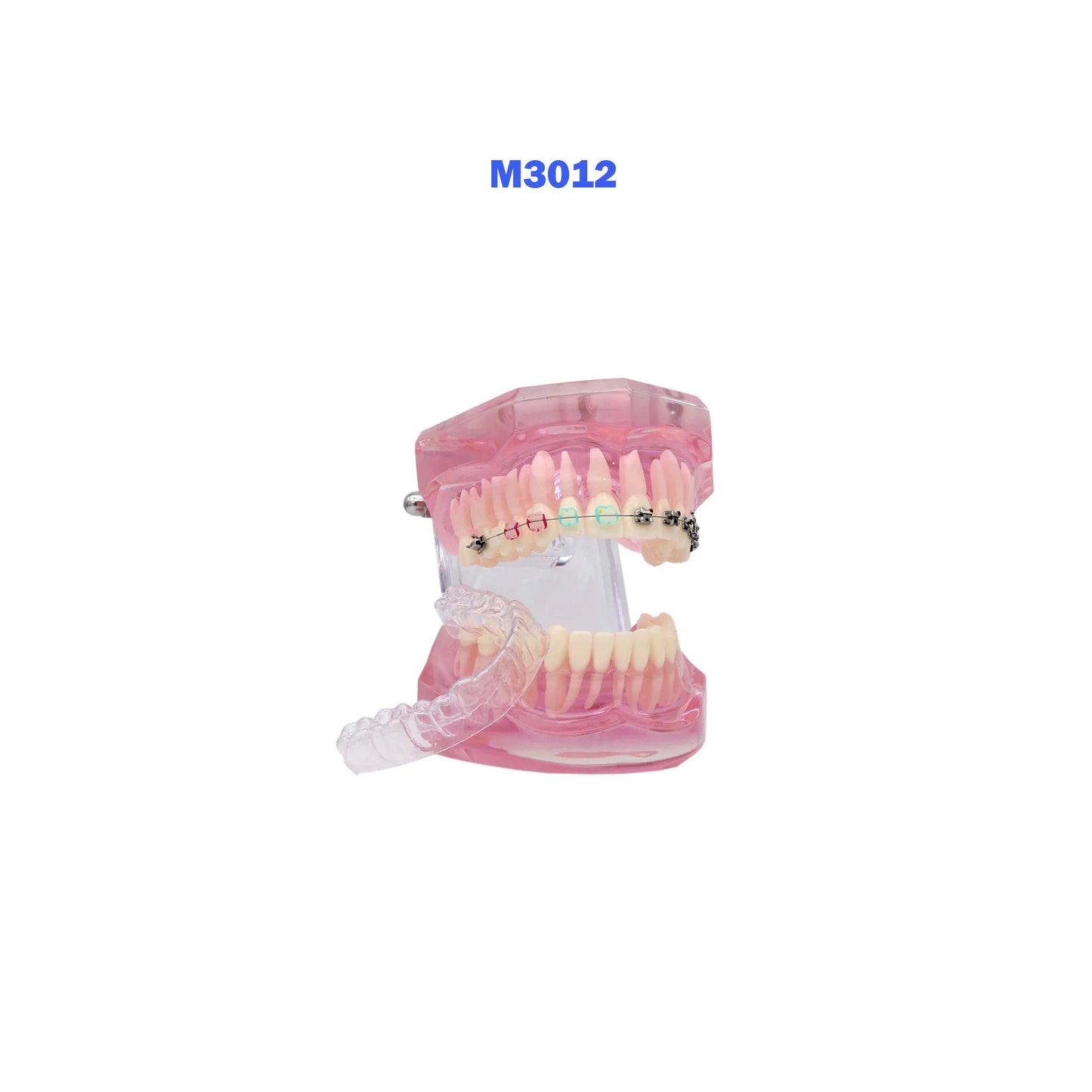Dental Teeth Teaching Model Set – Typodont Orthodontic Practice Model for Dental Education, Study & Demonstration