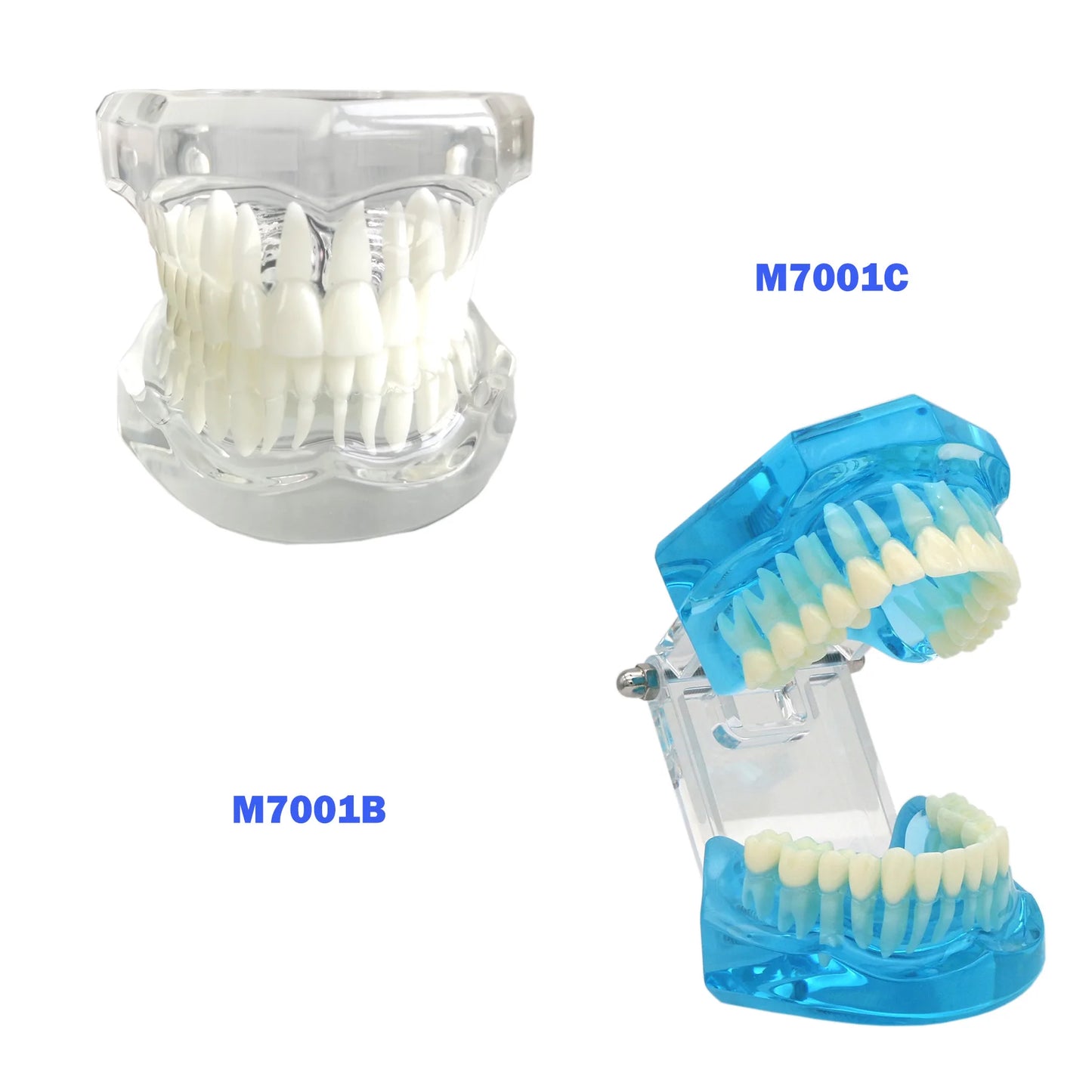 Dental Teeth Teaching Model Set – Typodont Orthodontic Practice Model for Dental Education, Study & Demonstration