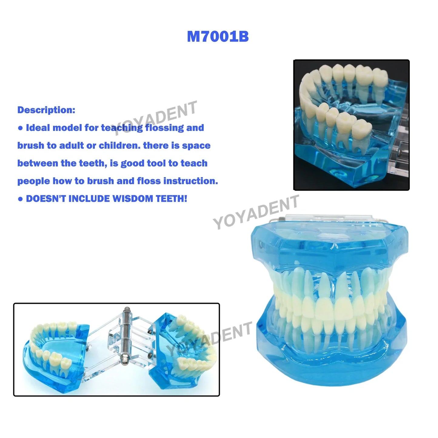 Dental Teeth Teaching Model Set – Typodont Orthodontic Practice Model for Dental Education, Study & Demonstration