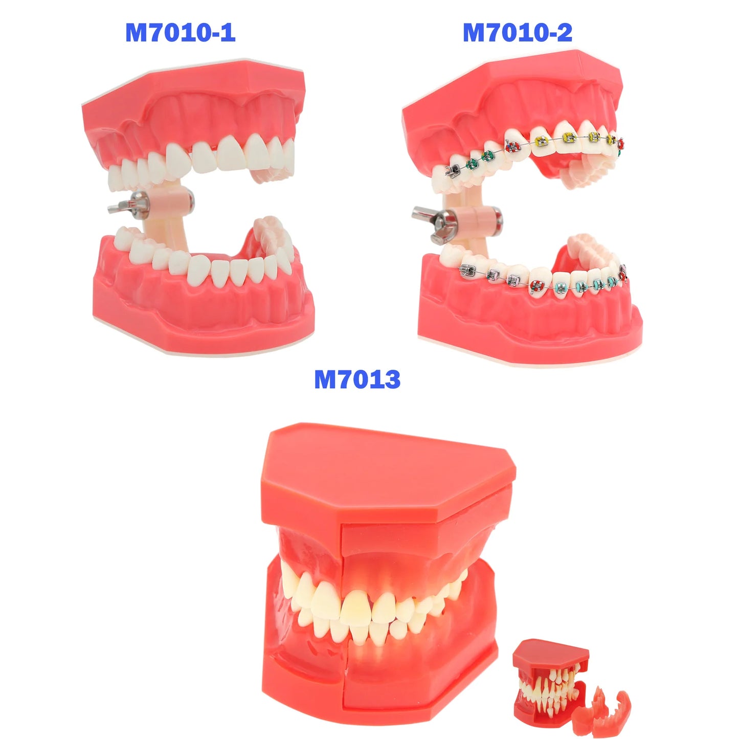 Dental Teeth Teaching Model Set – Typodont Orthodontic Practice Model for Dental Education, Study & Demonstration