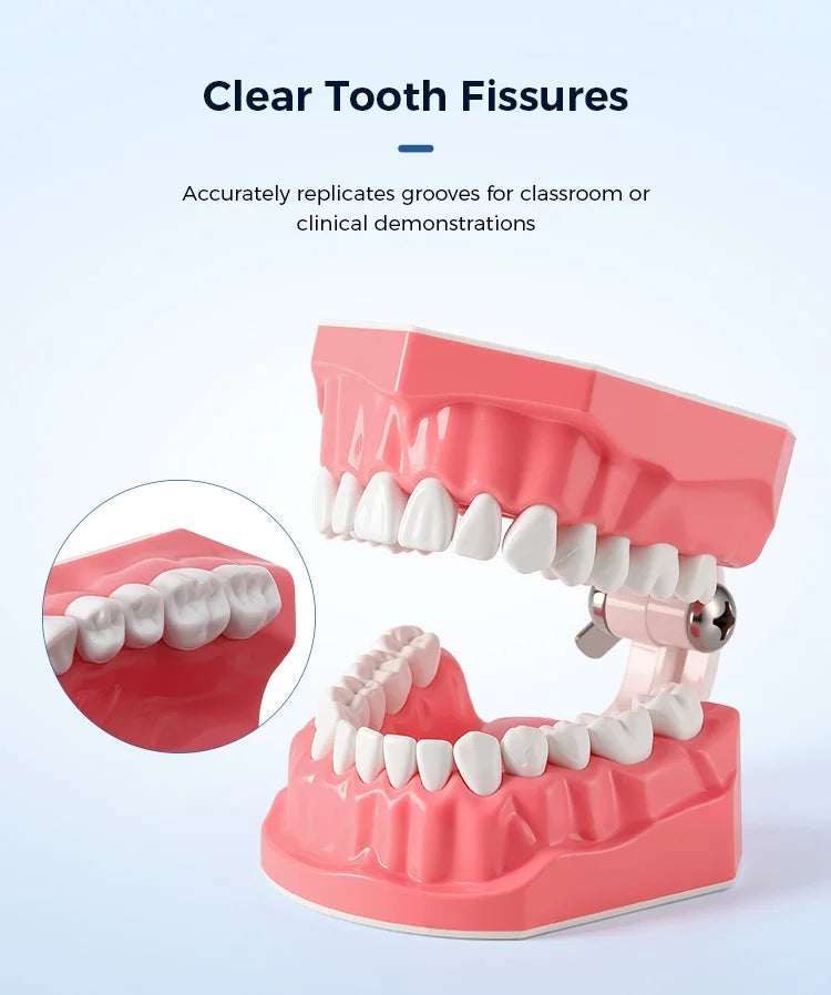 Dental Teeth Model 1:1 Standard Size for Brushing & Flossing Practice – Educational Study & Teaching Tool (1 Pc)