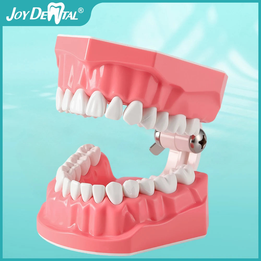 Dental Teeth Model 1:1 Standard Size for Brushing & Flossing Practice – Educational Study & Teaching Tool (1 Pc)