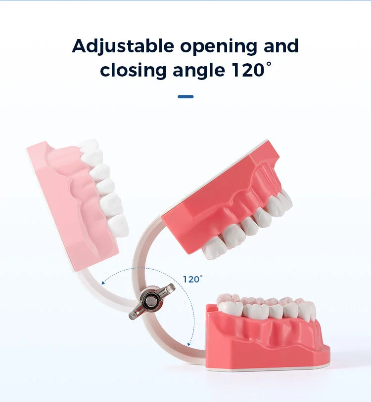 Dental Teeth Model 1:1 Standard Size for Brushing & Flossing Practice – Educational Study & Teaching Tool (1 Pc)