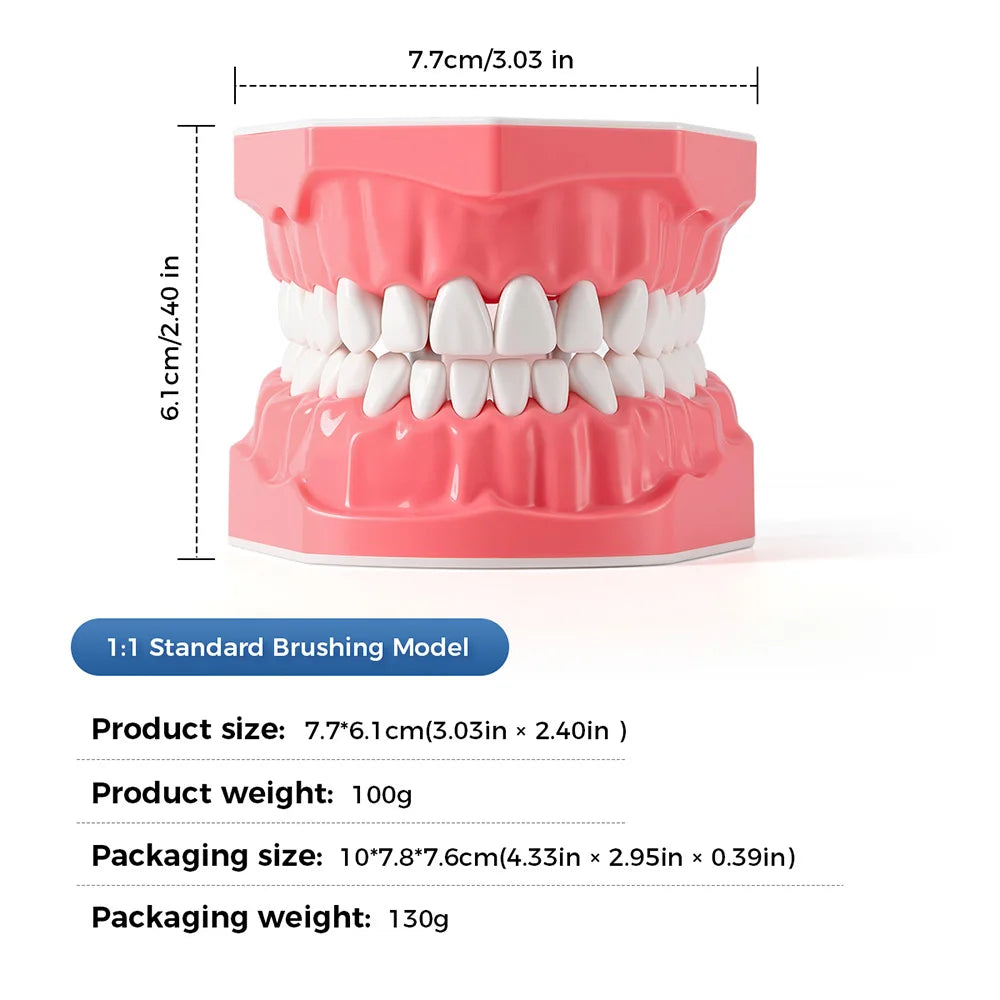 Dental Teeth Model 1:1 Standard Size for Brushing & Flossing Practice – Educational Study & Teaching Tool (1 Pc)