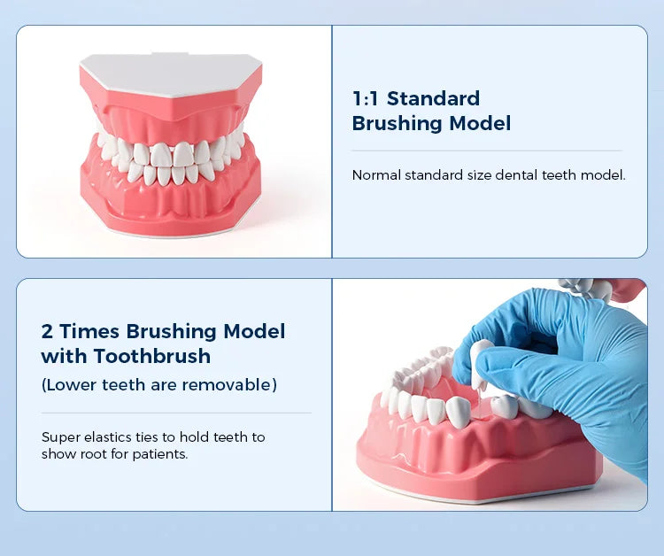 Dental Teeth Model 1:1 Standard Size for Brushing & Flossing Practice – Educational Study & Teaching Tool (1 Pc)