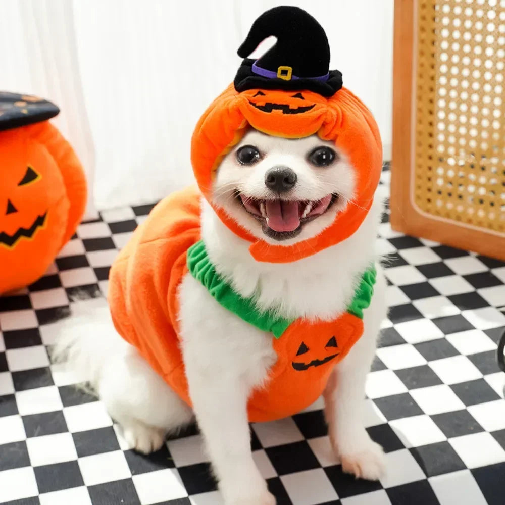 🎃 Halloween Dog Costume – Funny Pumpkin Lantern Outfit with Hat | Cute Two-Legged Pet Jacket for Dogs & Cats