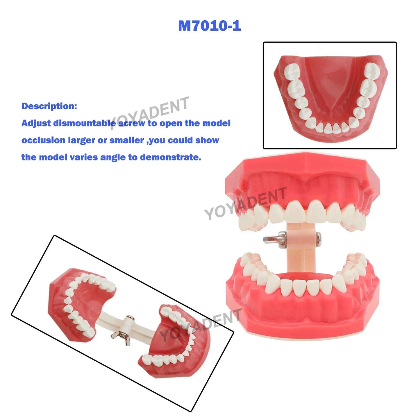 Dental Teeth Teaching Model Set – Typodont Orthodontic Practice Model for Dental Education, Study & Demonstration
