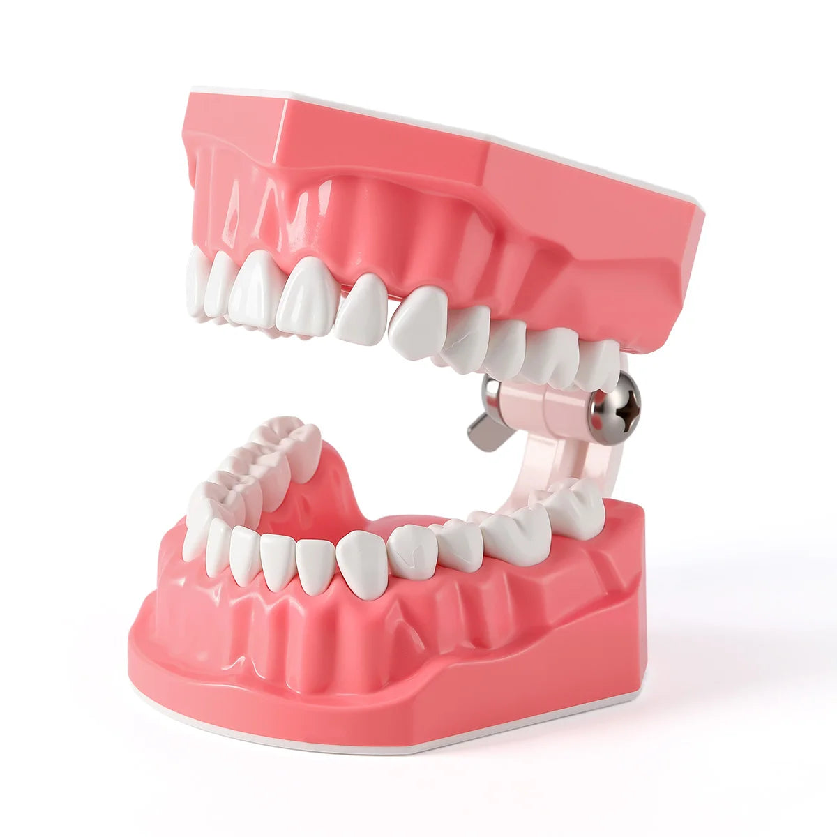 Dental Teeth Model 1:1 Standard Size for Brushing & Flossing Practice – Educational Study & Teaching Tool (1 Pc)