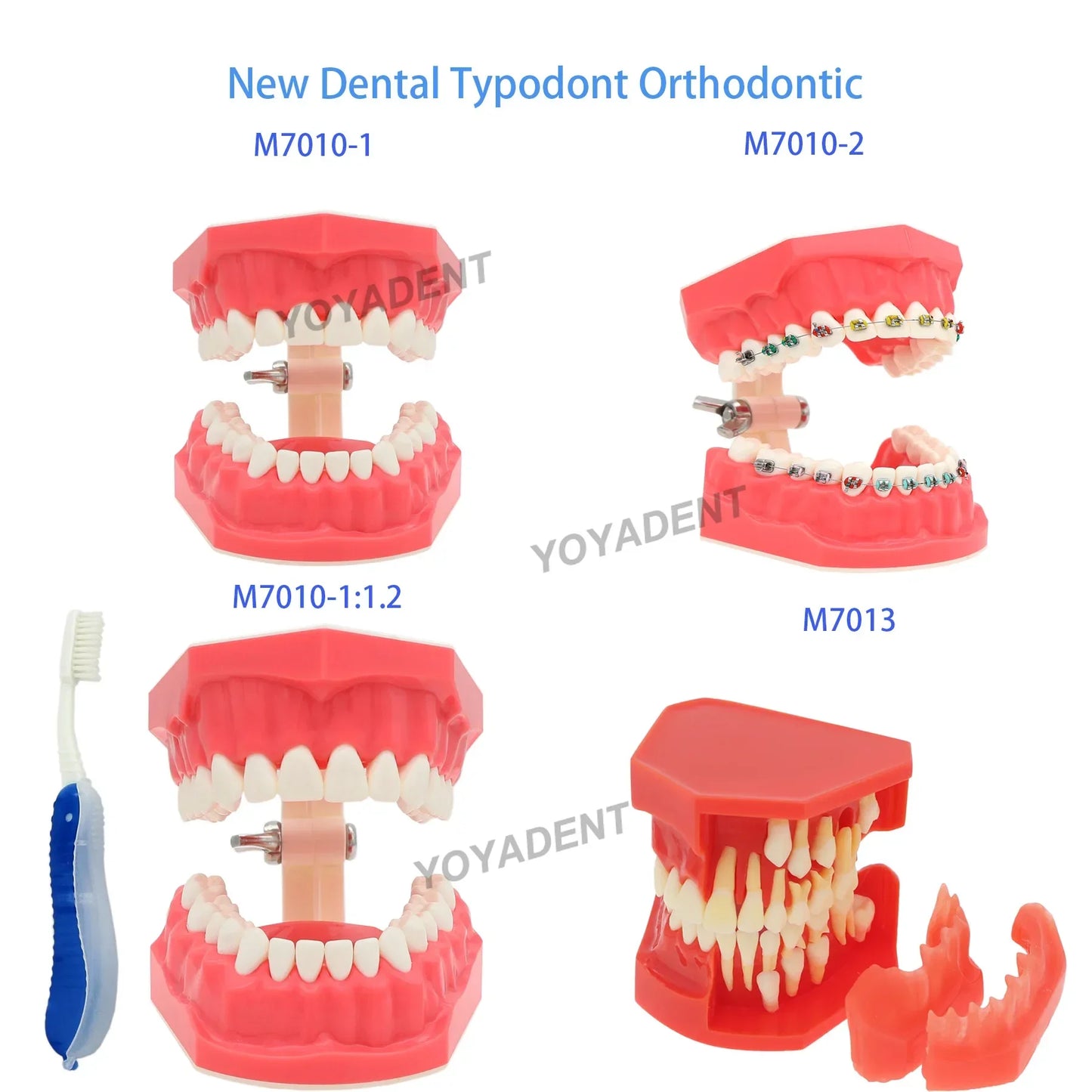Dental Teeth Teaching Model Set – Typodont Orthodontic Practice Model for Dental Education, Study & Demonstration