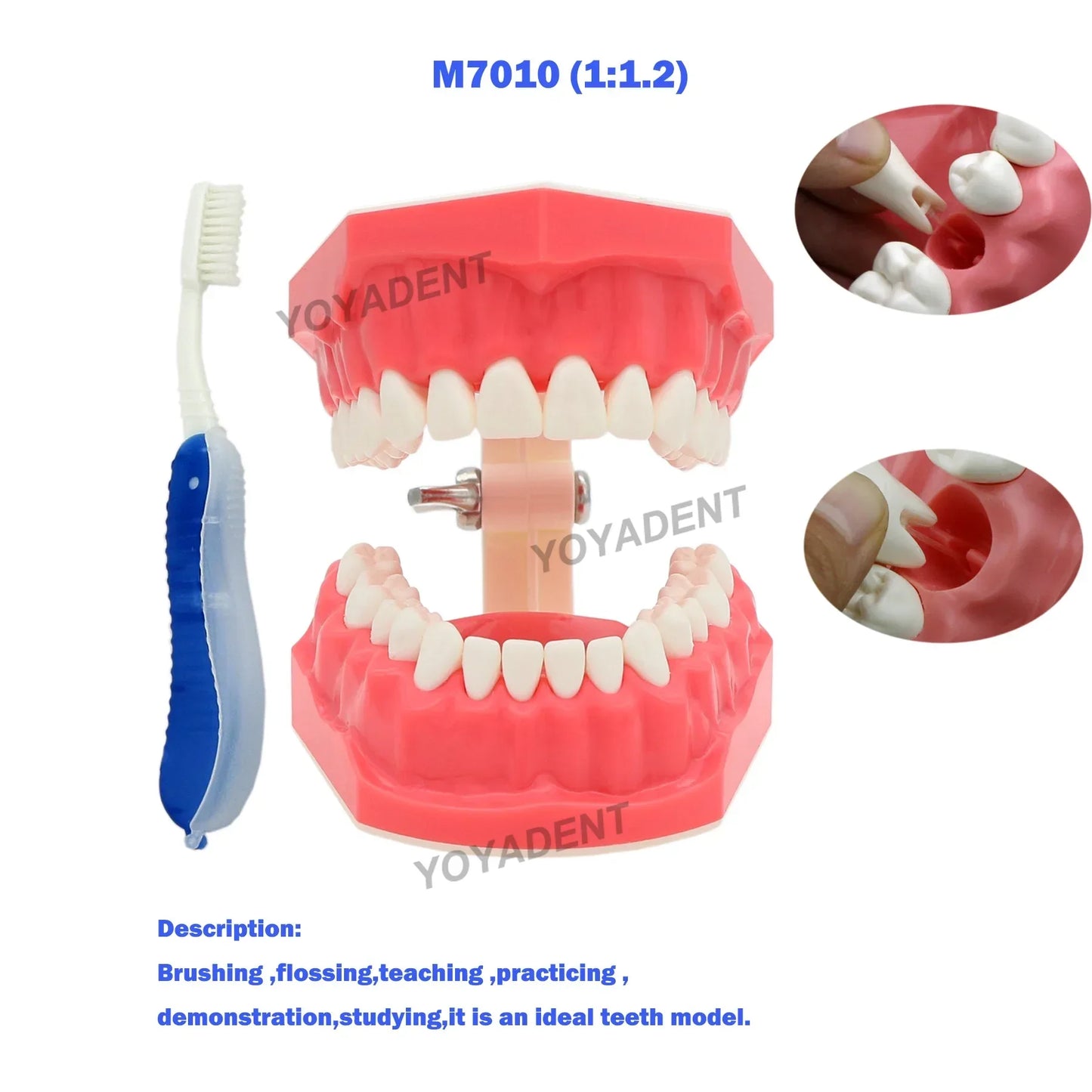 Dental Teeth Teaching Model Set – Typodont Orthodontic Practice Model for Dental Education, Study & Demonstration