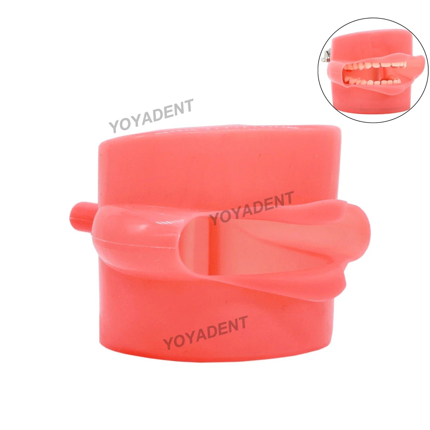 Dental Teeth Teaching Model Set – Typodont Orthodontic Practice Model for Dental Education, Study & Demonstration