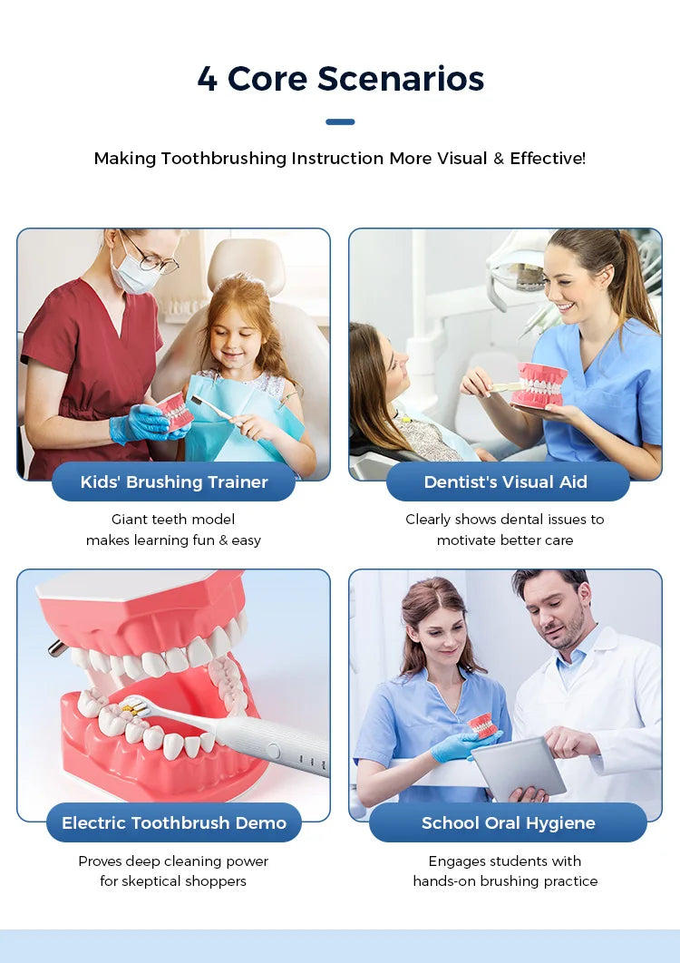 Dental Teeth Model 1:1 Standard Size for Brushing & Flossing Practice – Educational Study & Teaching Tool (1 Pc)