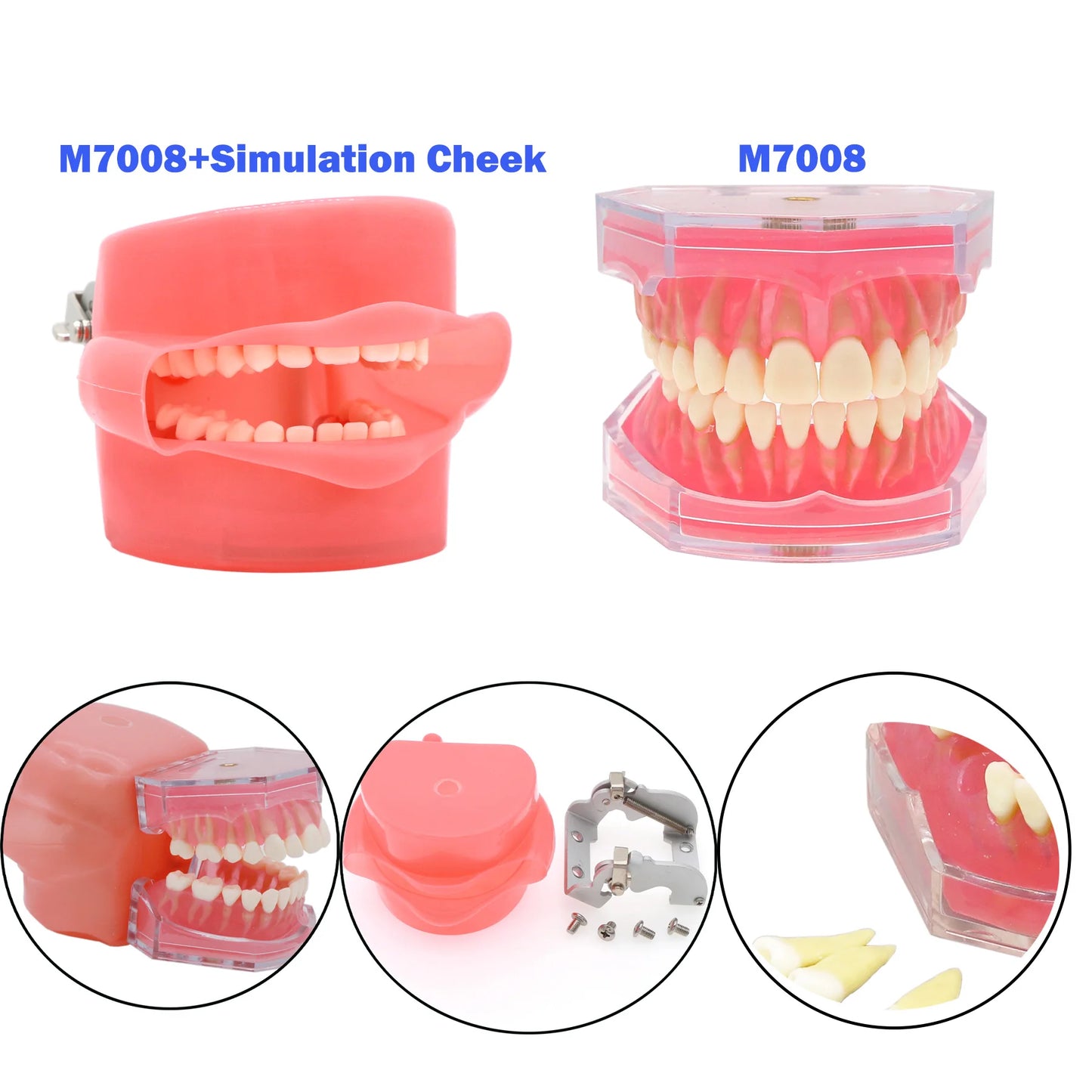 Dental Teeth Teaching Model Set – Typodont Orthodontic Practice Model for Dental Education, Study & Demonstration