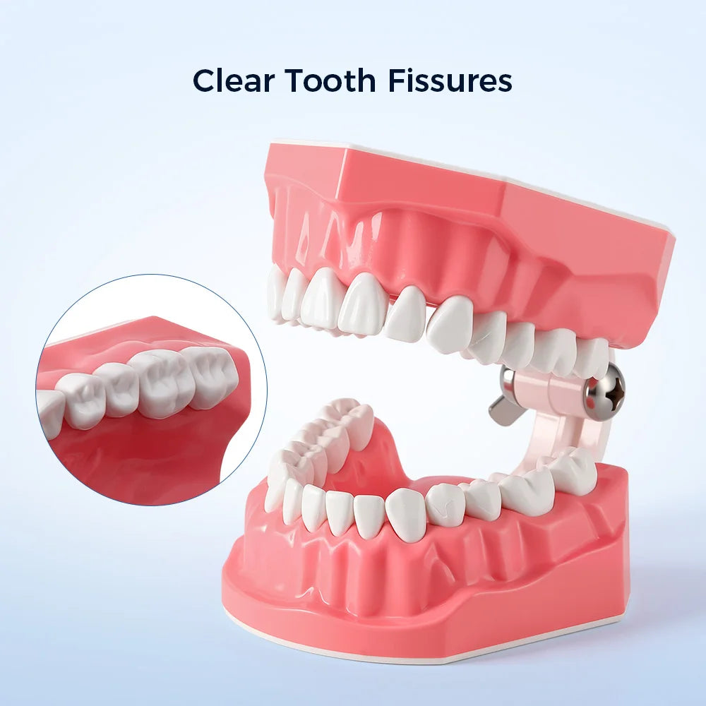 Dental Teeth Model 1:1 Standard Size for Brushing & Flossing Practice – Educational Study & Teaching Tool (1 Pc)