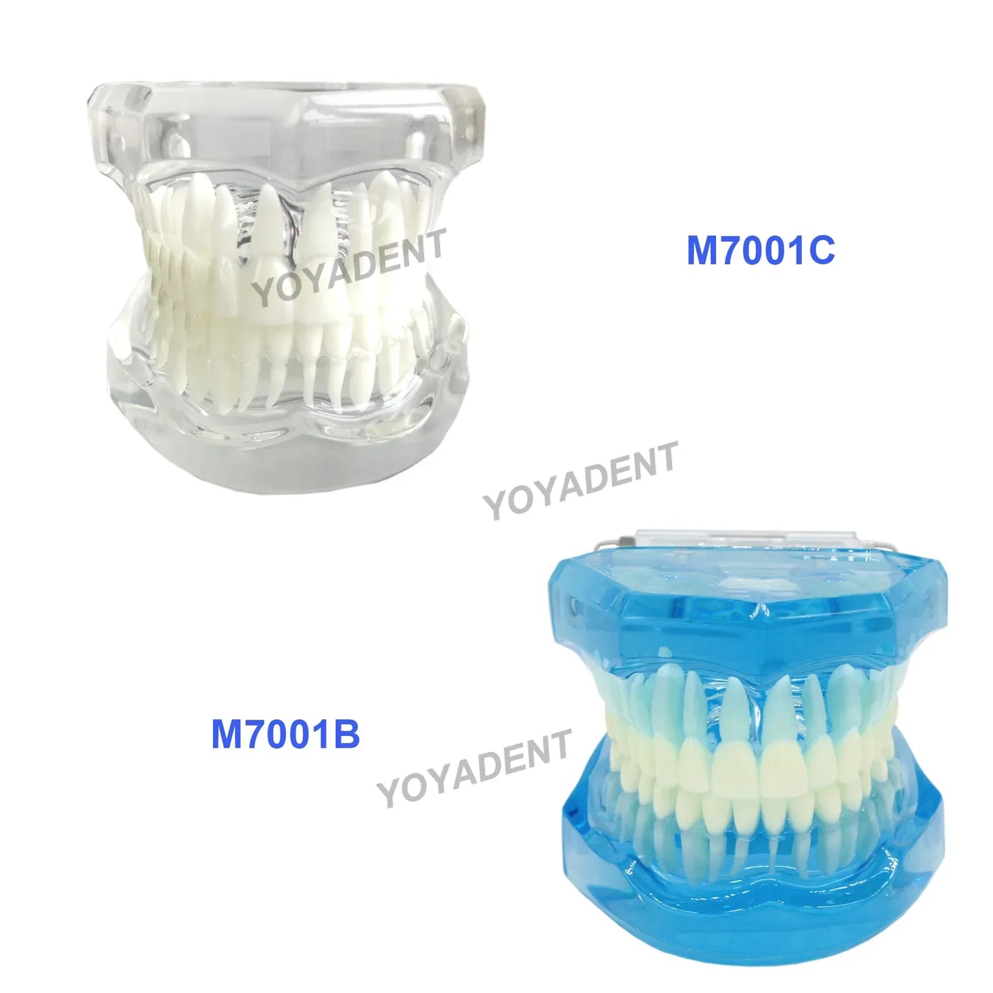 Dental Teeth Teaching Model Set – Typodont Orthodontic Practice Model for Dental Education, Study & Demonstration