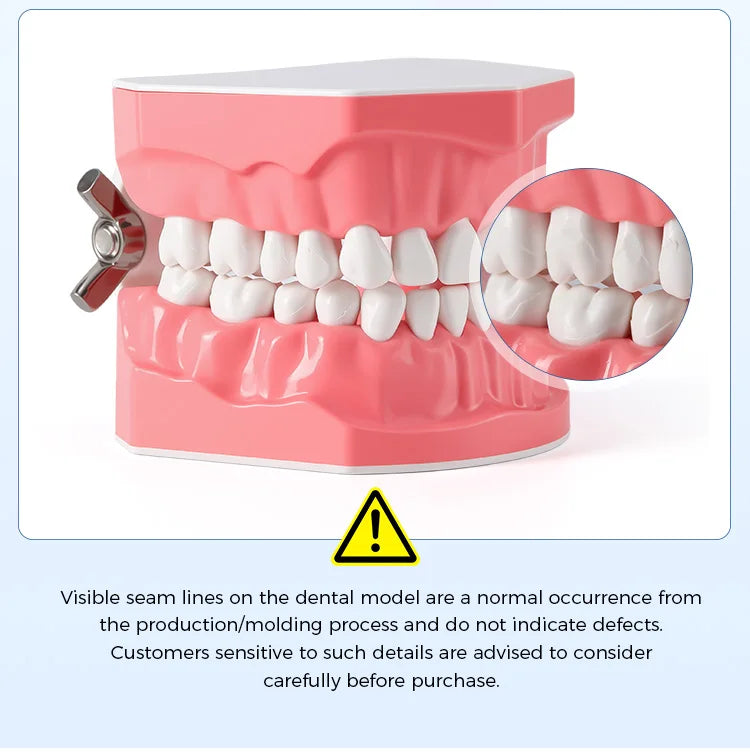 Dental Teeth Model 1:1 Standard Size for Brushing & Flossing Practice – Educational Study & Teaching Tool (1 Pc)