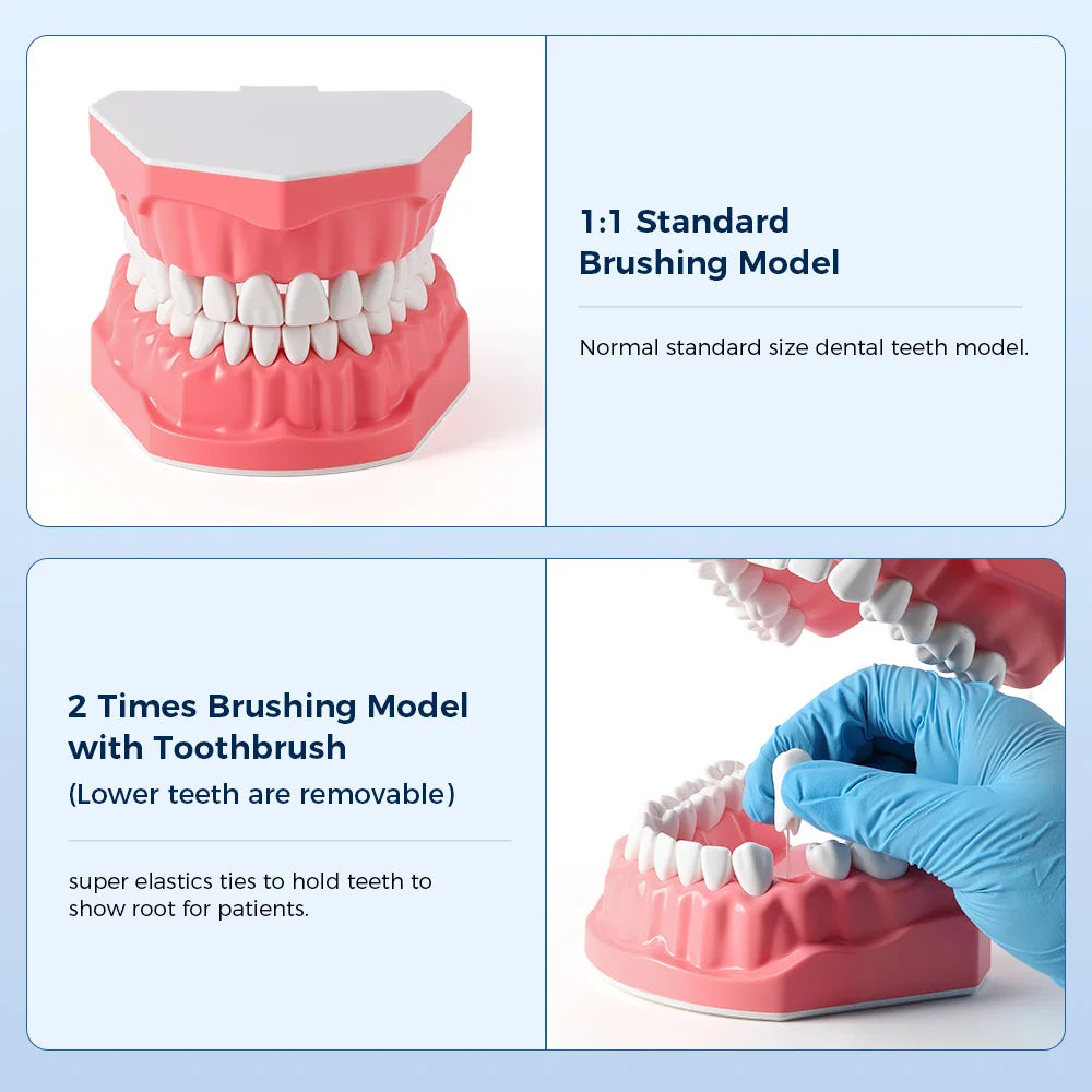 Dental Teeth Model 1:1 Standard Size for Brushing & Flossing Practice – Educational Study & Teaching Tool (1 Pc)
