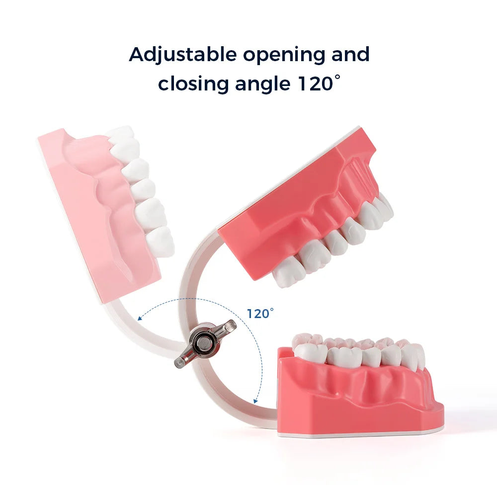 Dental Teeth Model 1:1 Standard Size for Brushing & Flossing Practice – Educational Study & Teaching Tool (1 Pc)