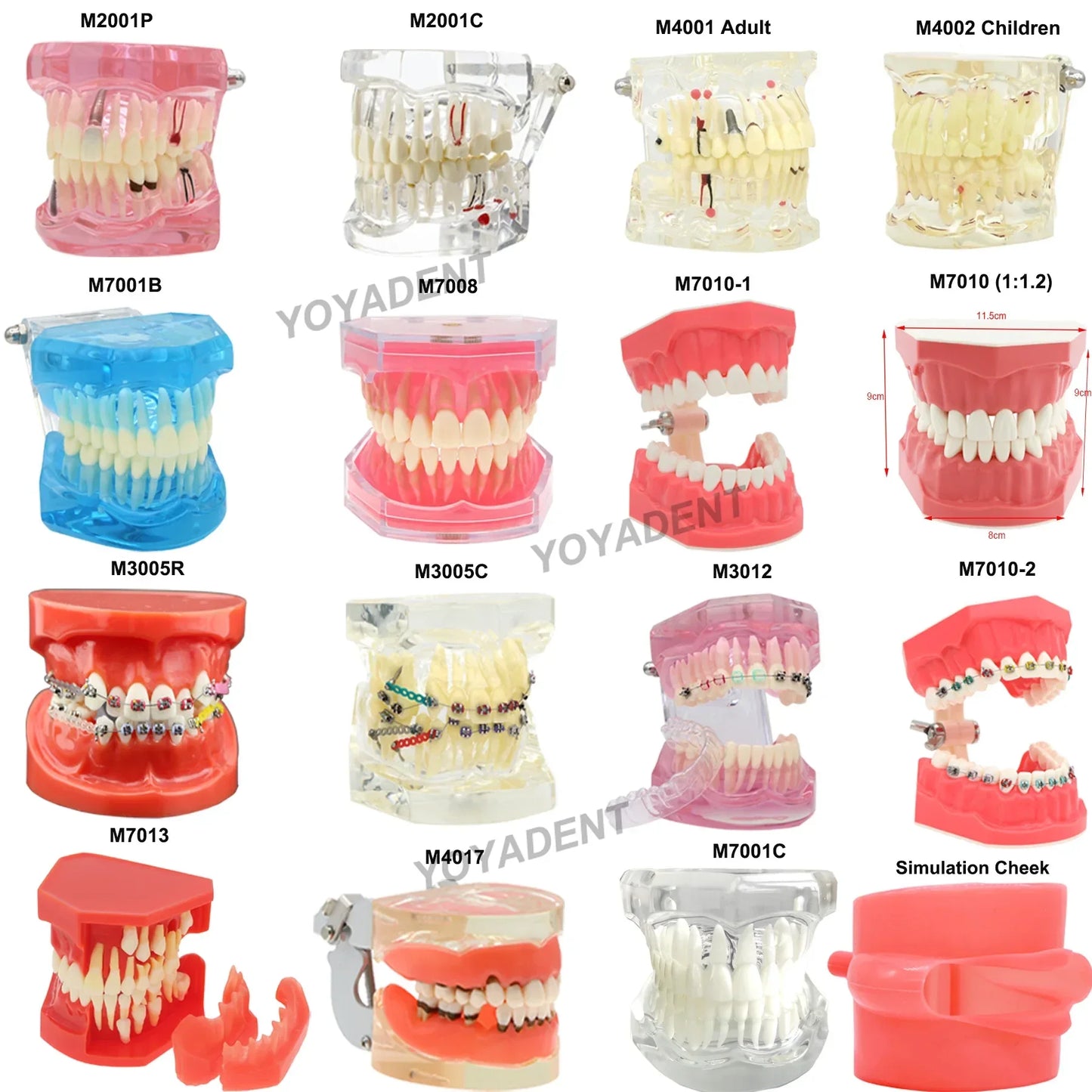 Dental Teeth Teaching Model Set – Typodont Orthodontic Practice Model for Dental Education, Study & Demonstration