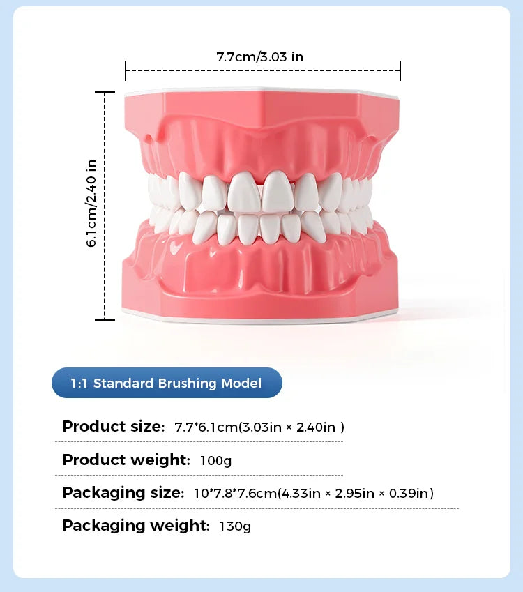Dental Teeth Model 1:1 Standard Size for Brushing & Flossing Practice – Educational Study & Teaching Tool (1 Pc)