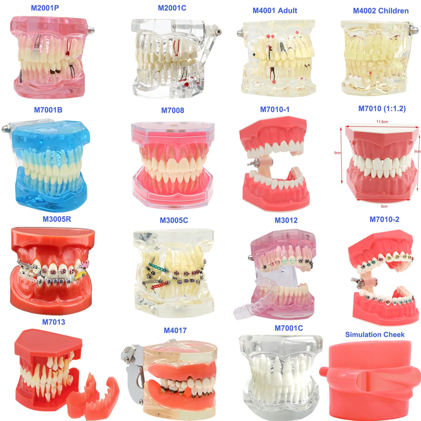 Dental Teeth Teaching Model Set – Typodont Orthodontic Practice Model for Dental Education, Study & Demonstration