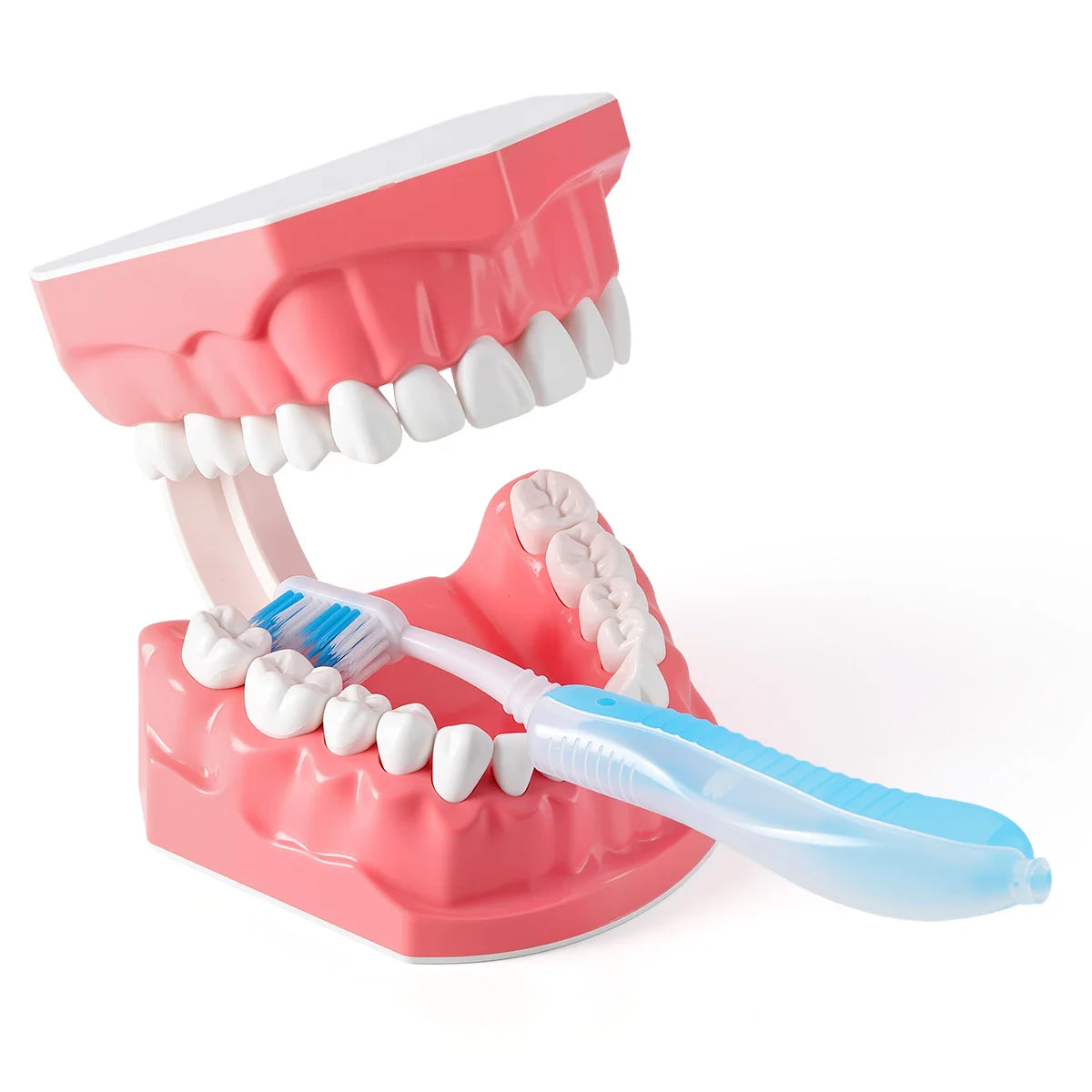 Dental Teeth Model 1:1 Standard Size for Brushing & Flossing Practice – Educational Study & Teaching Tool (1 Pc)