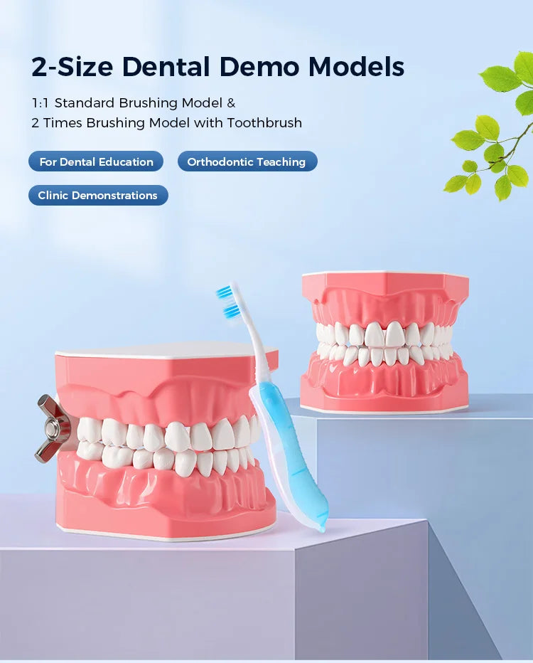Dental Teeth Model 1:1 Standard Size for Brushing & Flossing Practice – Educational Study & Teaching Tool (1 Pc)