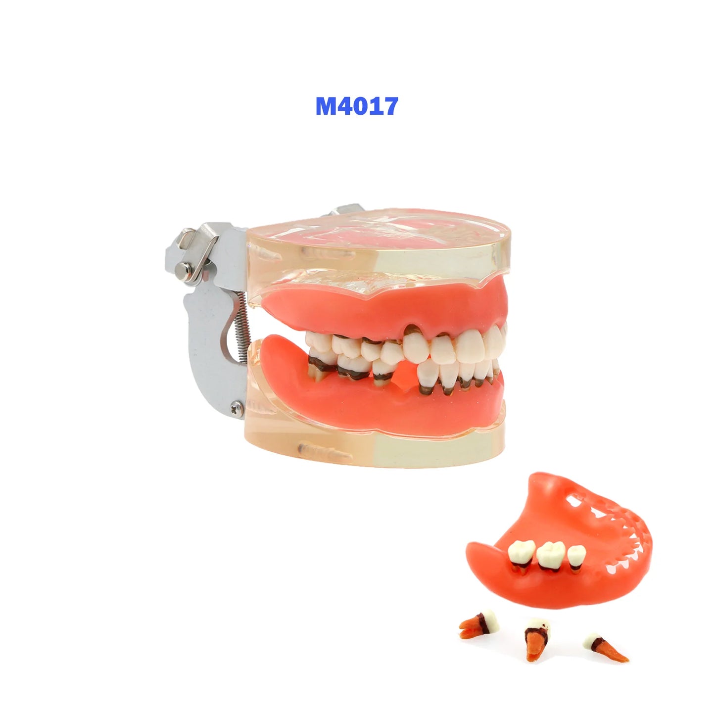 Dental Teeth Teaching Model Set – Typodont Orthodontic Practice Model for Dental Education, Study & Demonstration