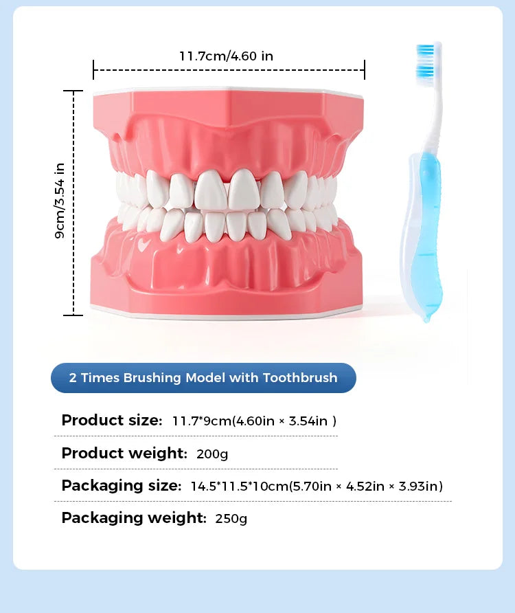 Dental Teeth Model 1:1 Standard Size for Brushing & Flossing Practice – Educational Study & Teaching Tool (1 Pc)