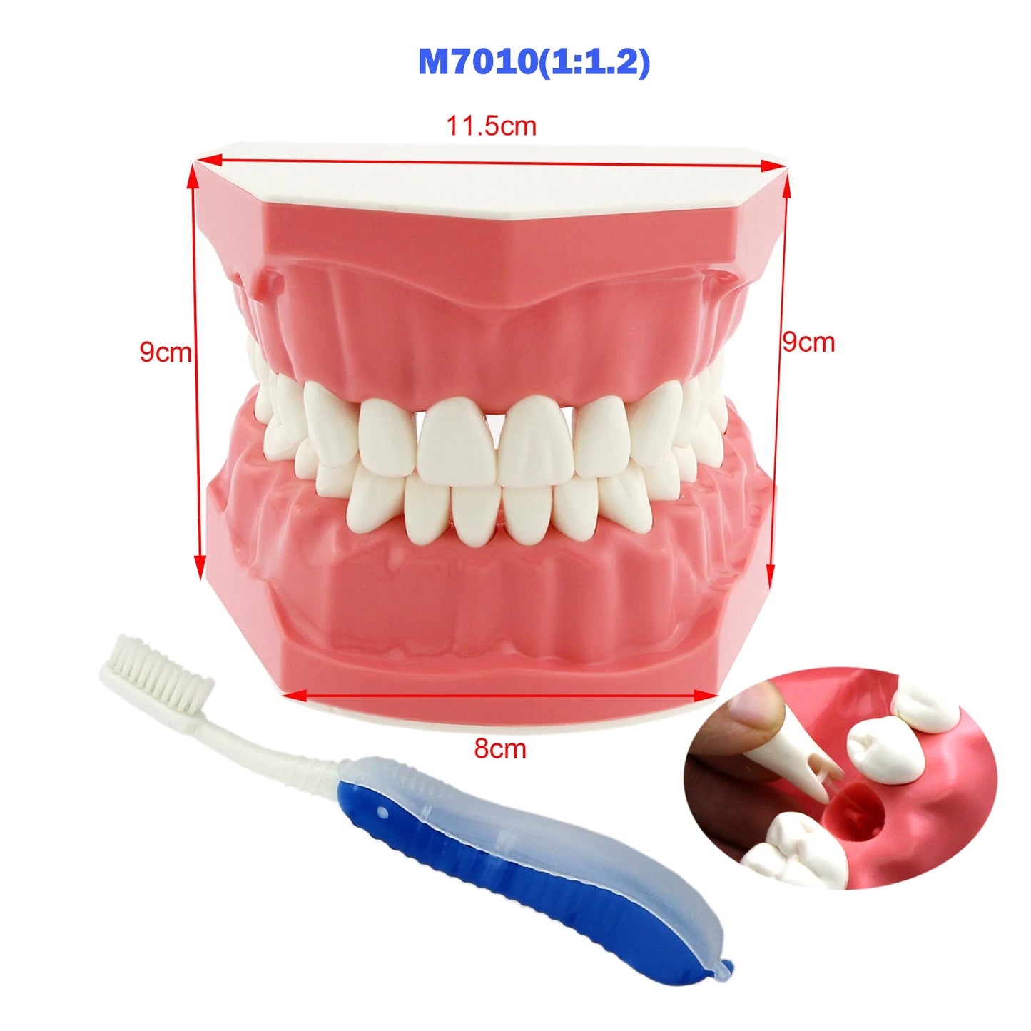 Dental Teeth Teaching Model Set – Typodont Orthodontic Practice Model for Dental Education, Study & Demonstration