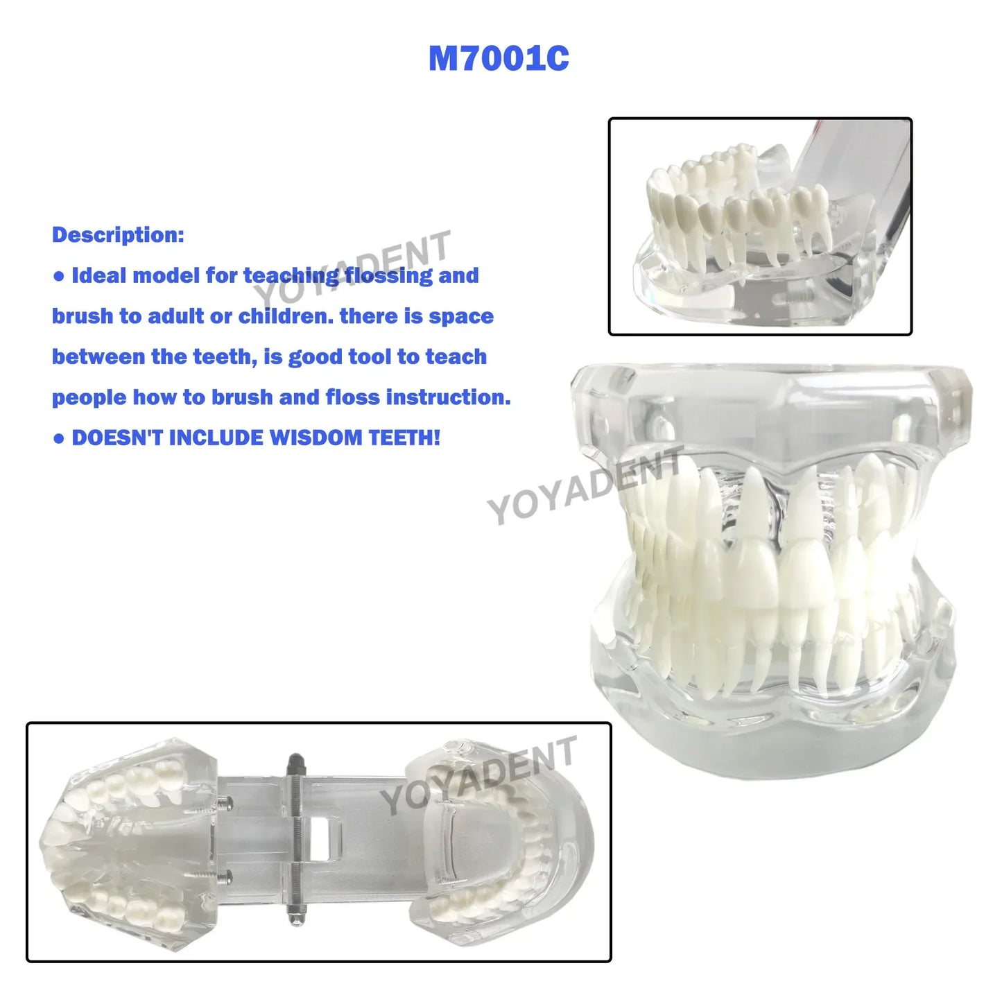 Dental Teeth Teaching Model Set – Typodont Orthodontic Practice Model for Dental Education, Study & Demonstration