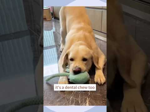 Plush Pet Chew Toy with Octopus and Food Designs