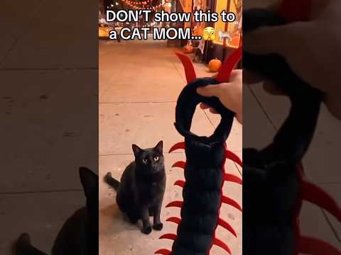 Centipede Cat Costume for Halloween