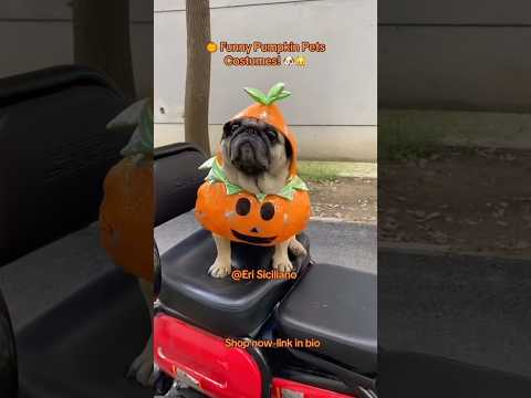 Halloween Stuffed-Body Pet Costume with Wig Hat
