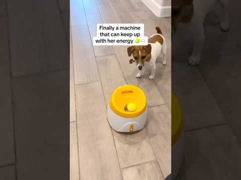 Dog Interactive Treat Dispenser Puzzle Toy with Tennis Ball Reward System